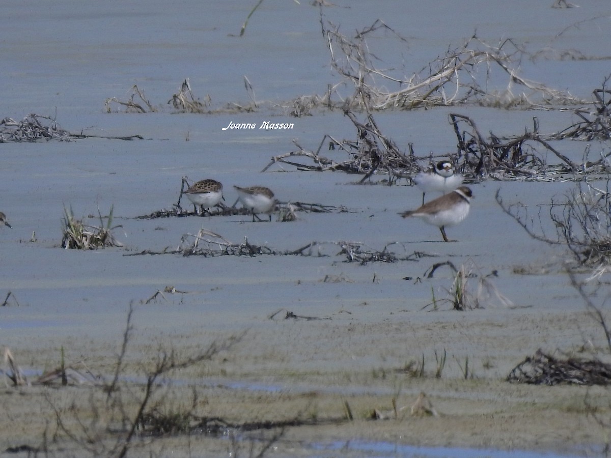 Semipalmated Plover - ML166681891