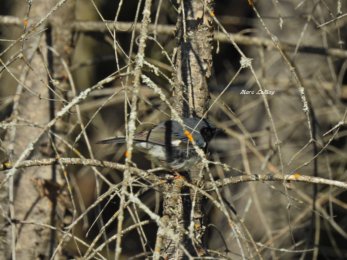 Black-throated Blue Warbler - ML166682301