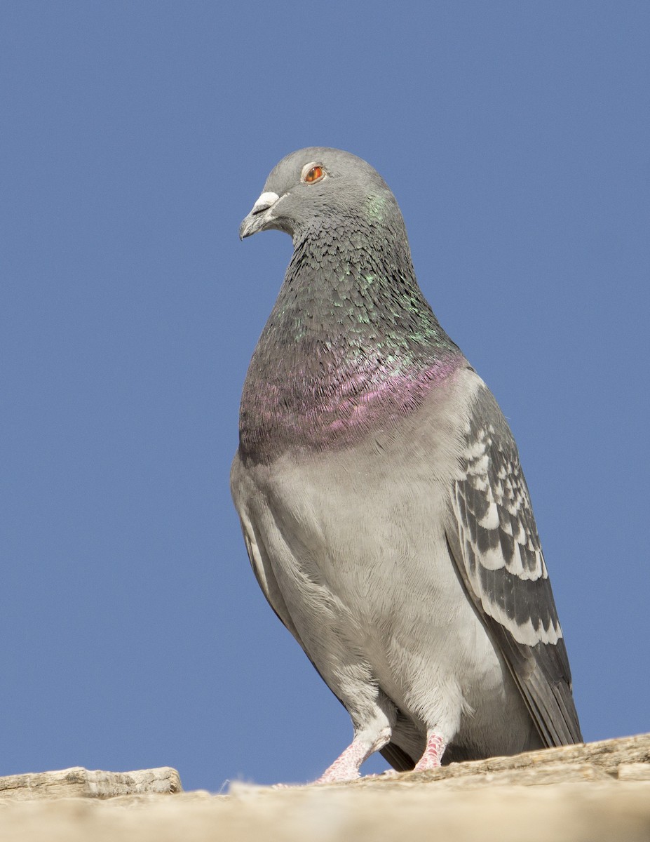 Rock Pigeon (Feral Pigeon) - Jan Allen