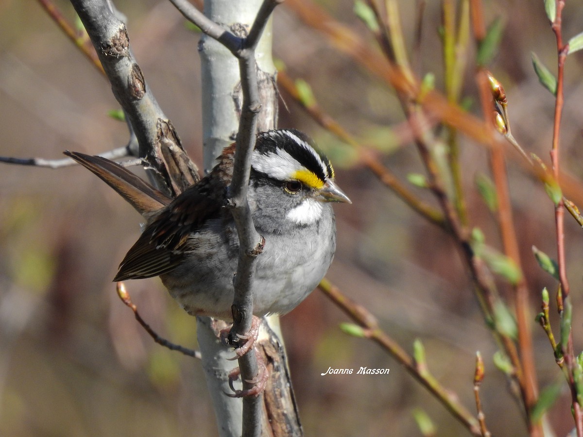 White-throated Sparrow - Joanne Masson
