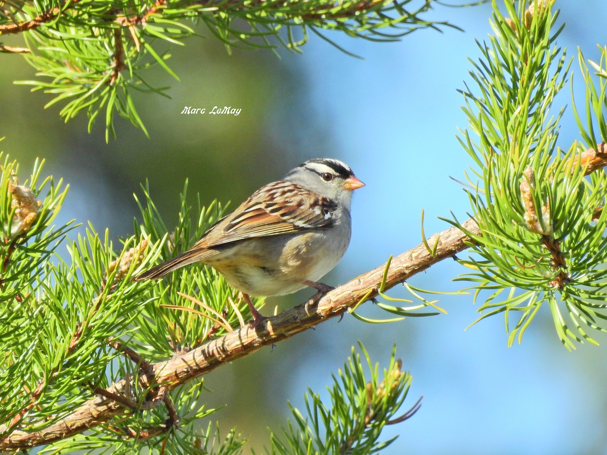 White-crowned Sparrow - ML166684261