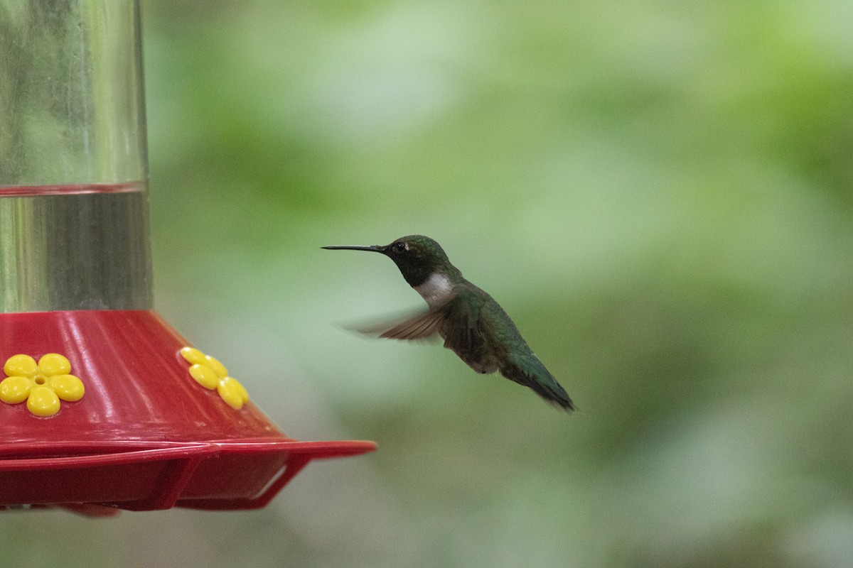 Black-chinned Hummingbird - Mitchell  Von Rotz