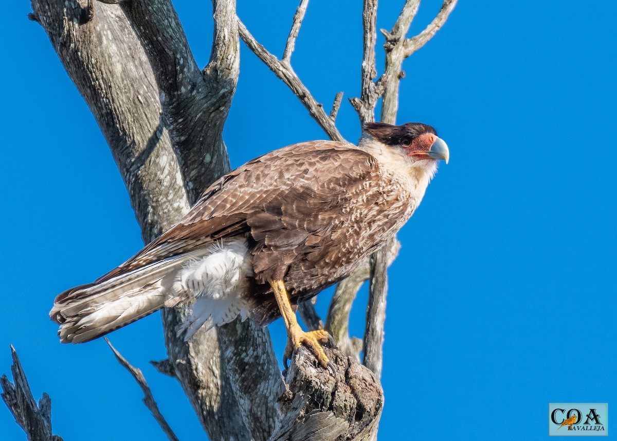 Crested Caracara (Southern) - ML166688171