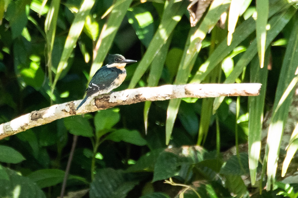 Green Kingfisher - Eduardo Vieira 17