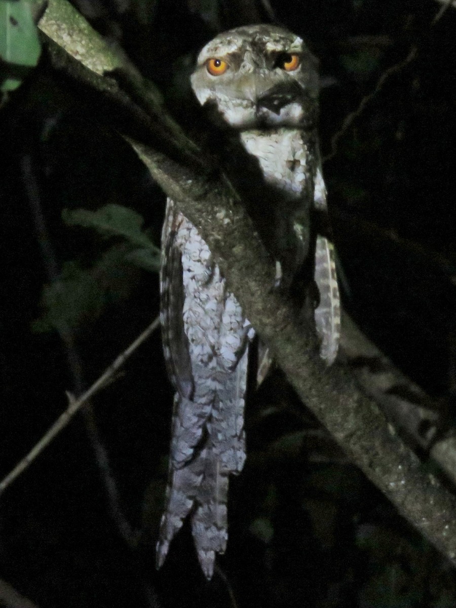 Marbled Frogmouth - ML166691891
