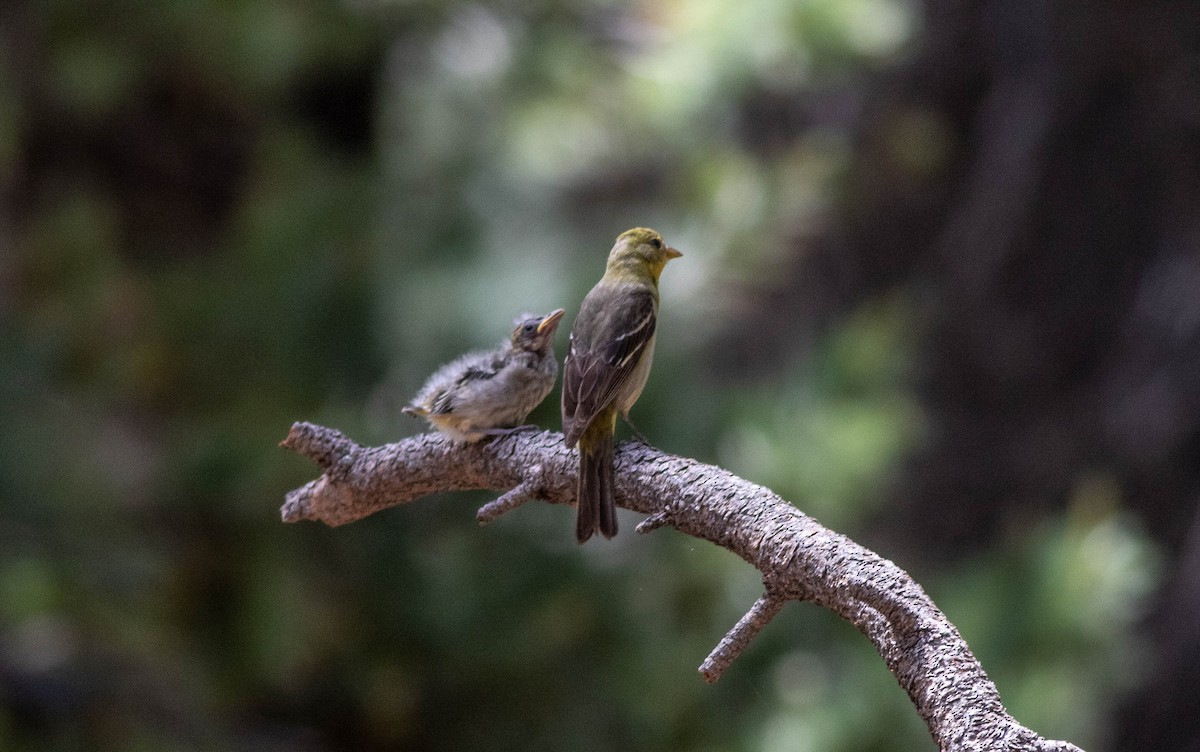 Western Tanager - Linda McNulty