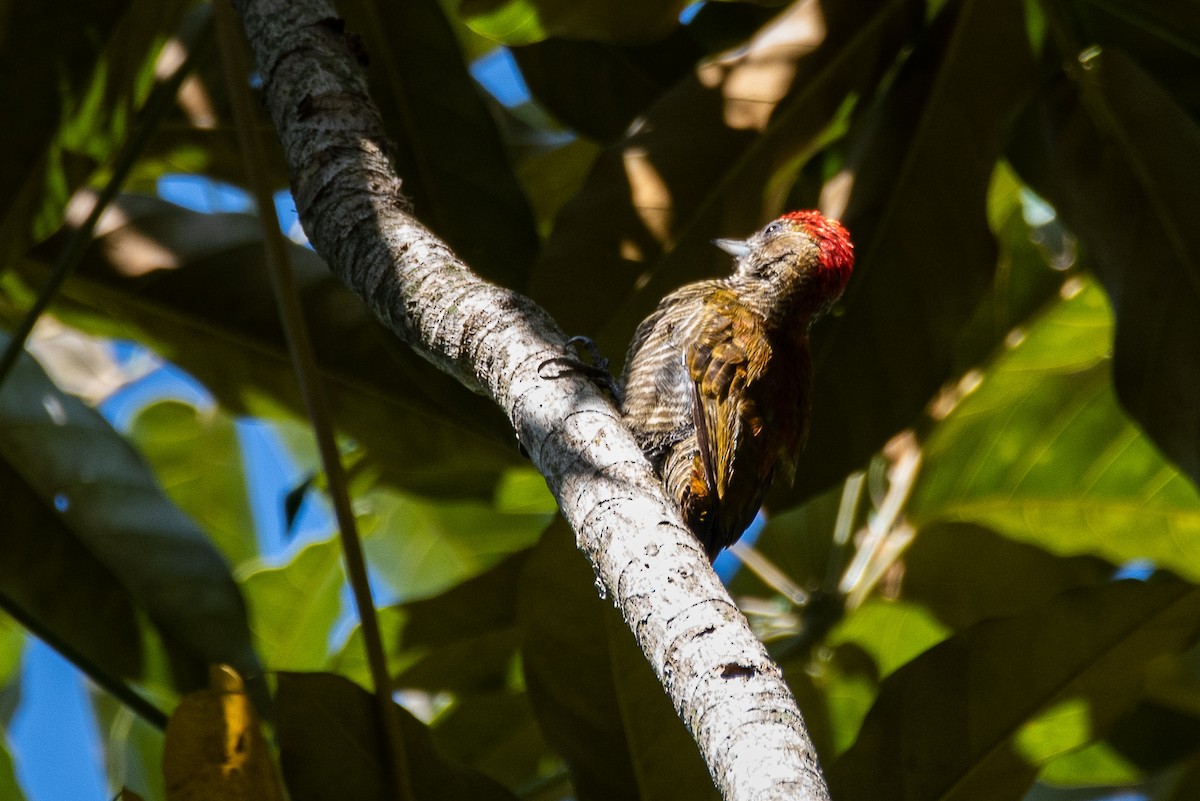 Red-stained Woodpecker - ML166695191