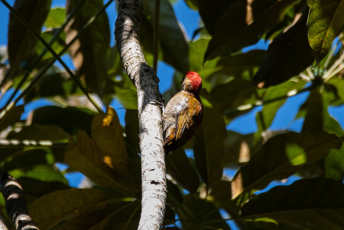 Red-stained Woodpecker - ML166695211