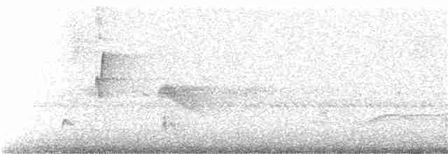 Weißbinden-Ameisenvogel - ML166695361