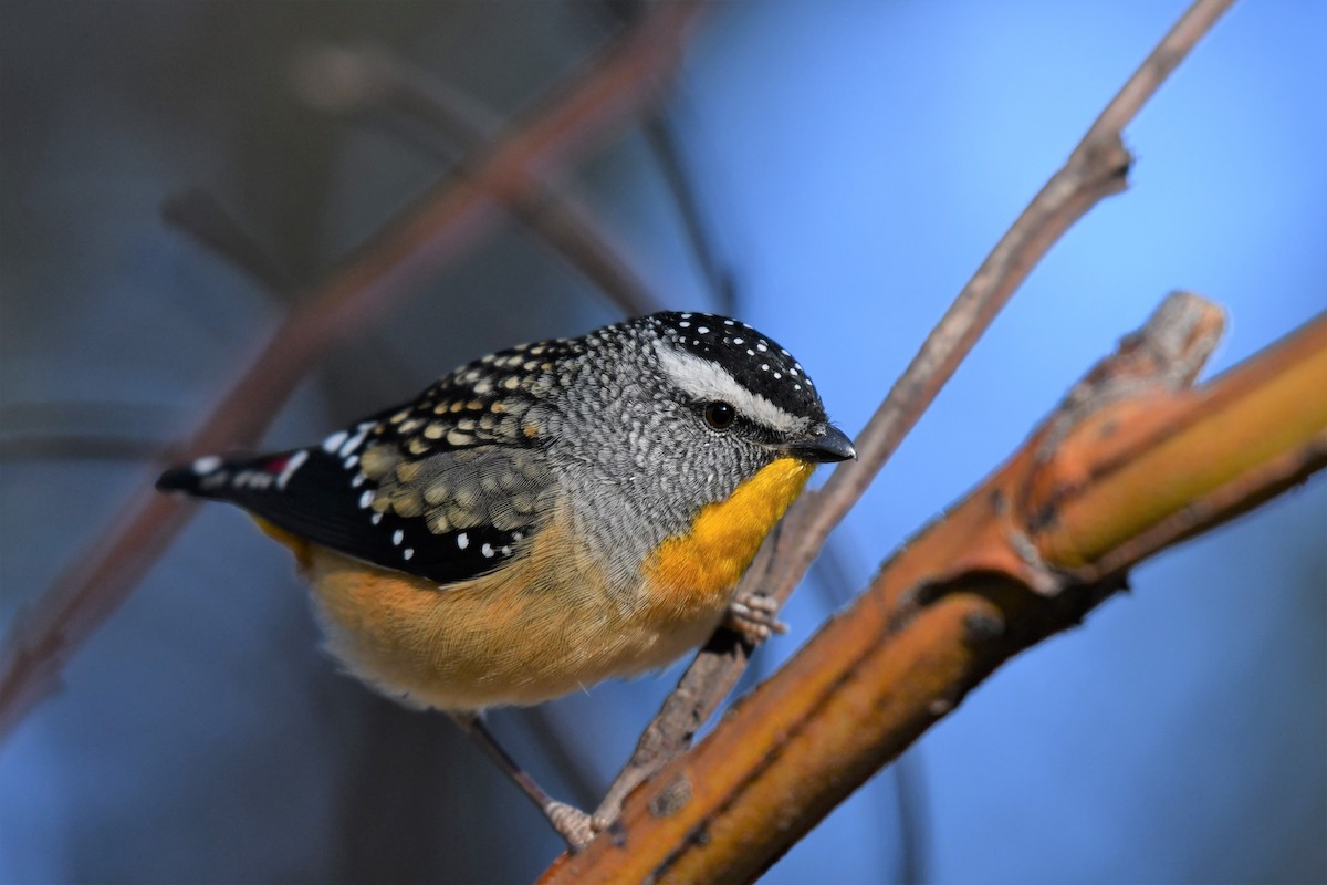 Spotted Pardalote (Spotted) - ML166707271