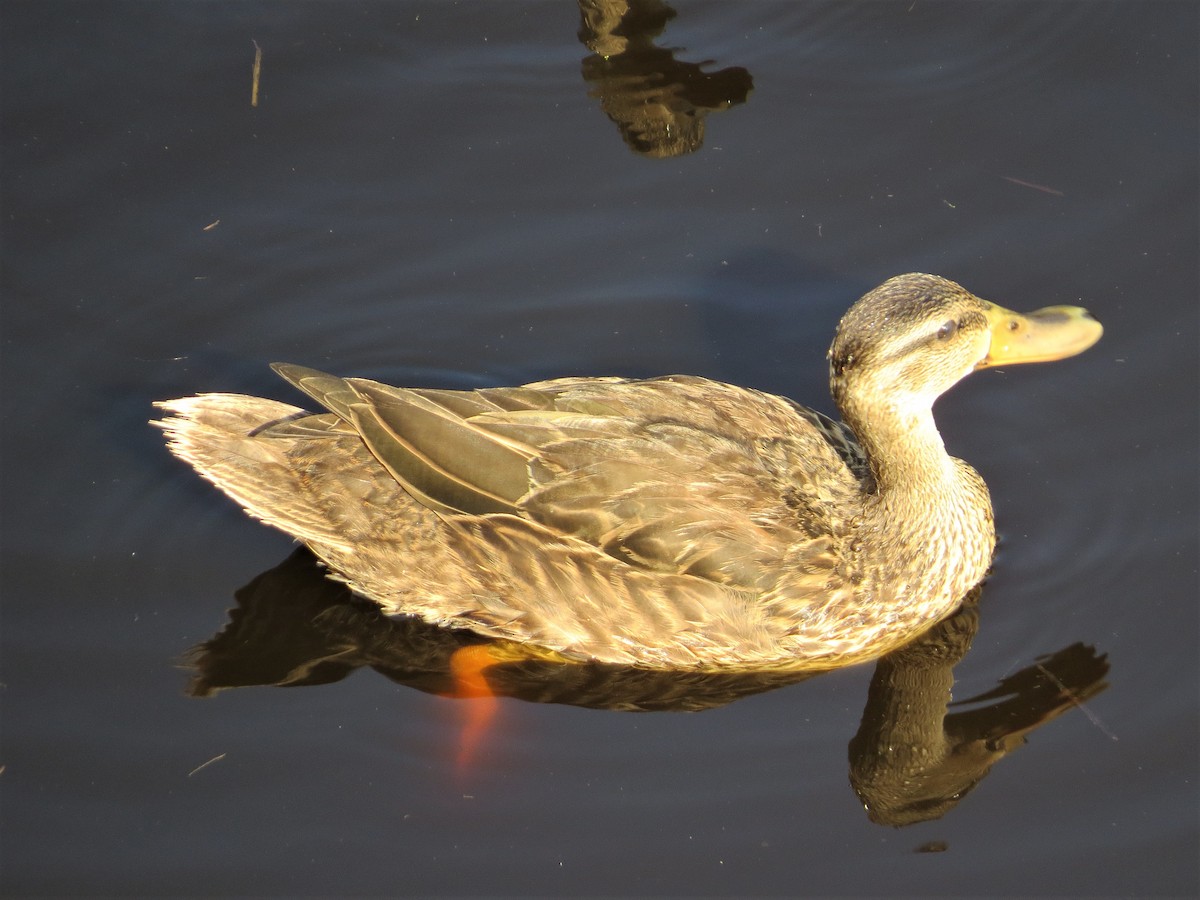 Mottled Duck - Pam Meharg