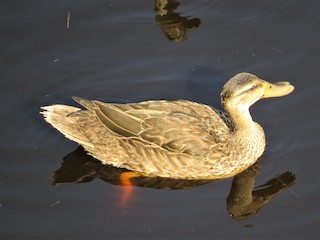 Mottled Duck, ML166708321