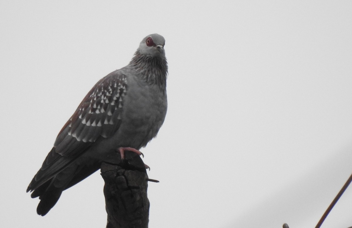 Speckled Pigeon - ML166708721