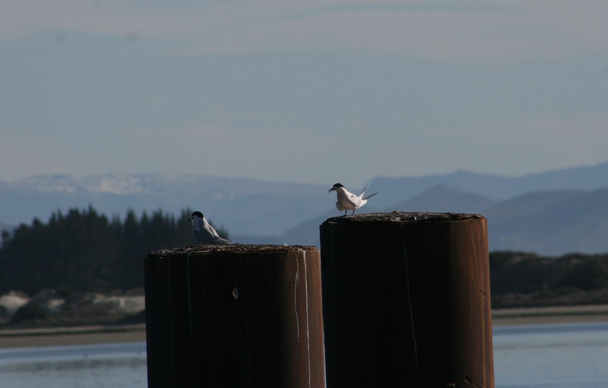 White-fronted Tern - ML166708861