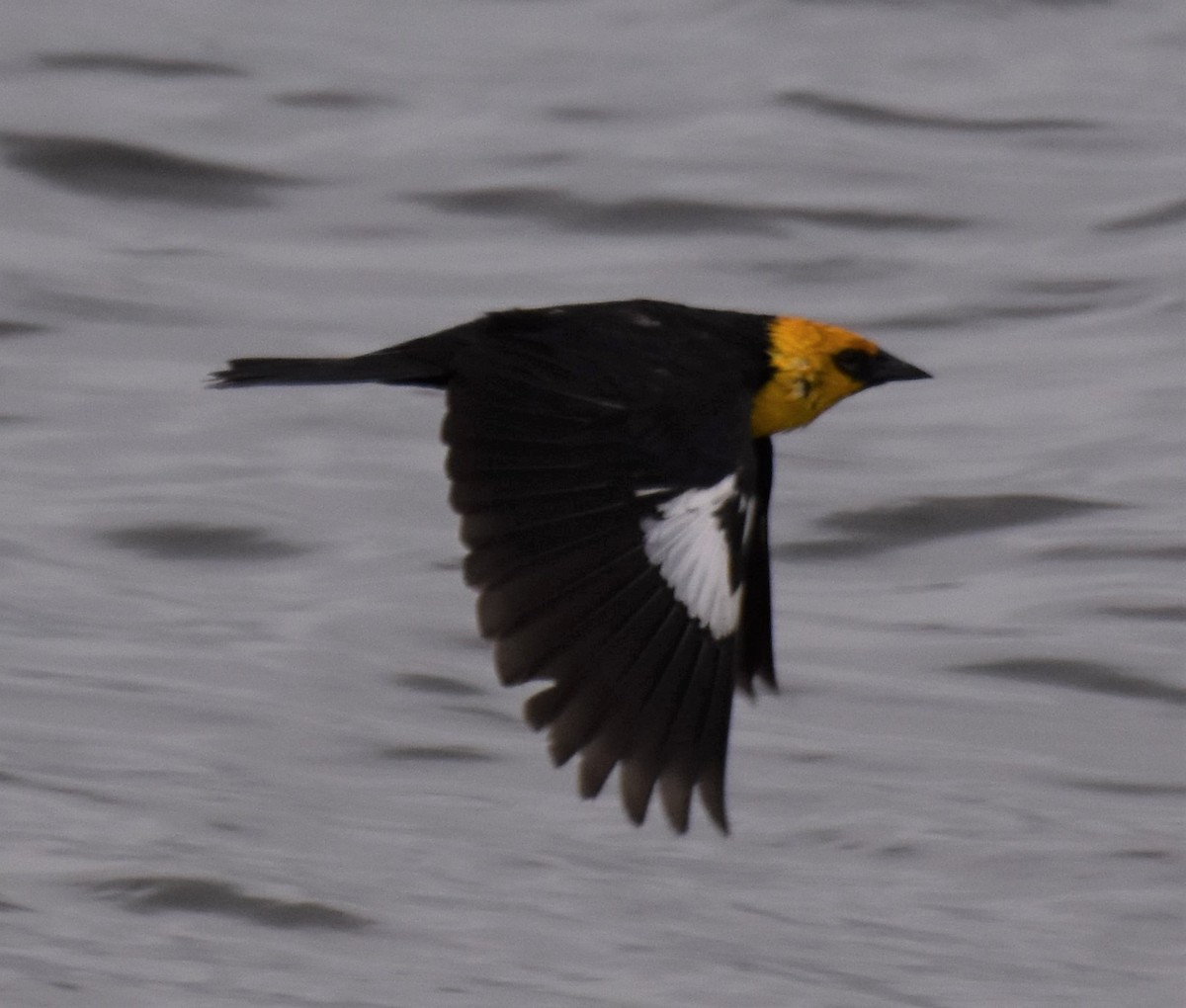 Yellow-headed Blackbird - Luis Munoz