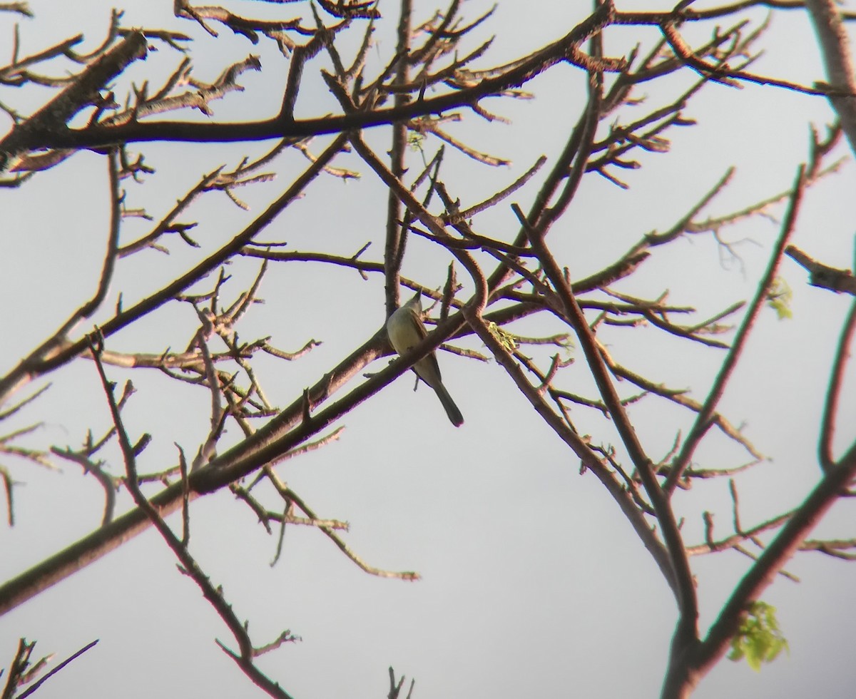 Brown-crested Flycatcher - Alson Ovando
