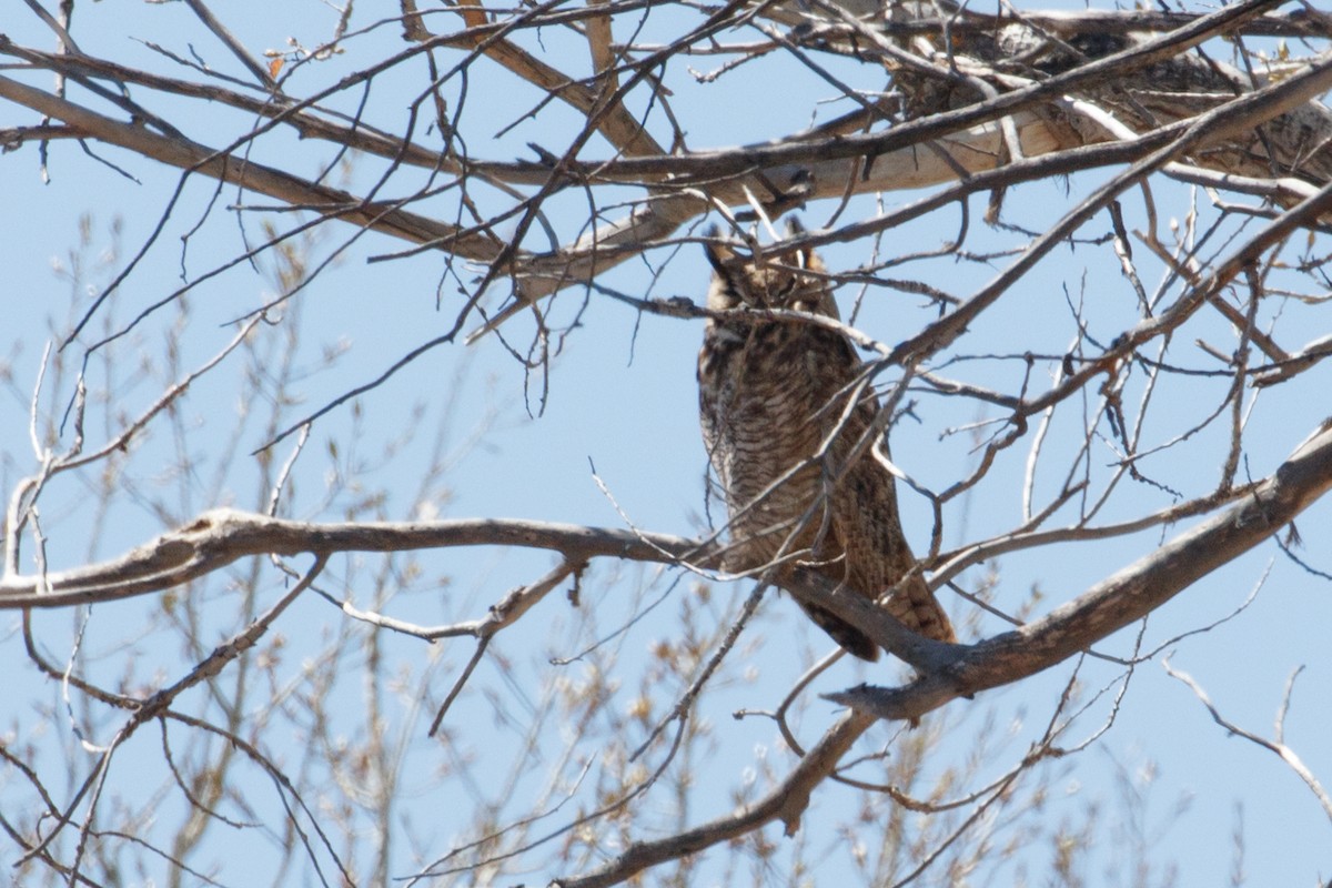 Great Horned Owl - ML166717571