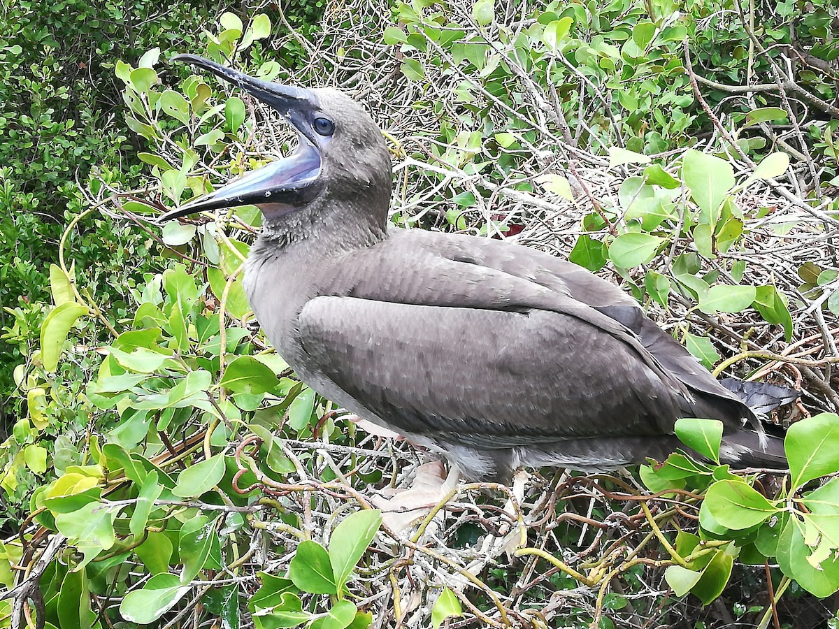 Red-footed Booby - ML166717811