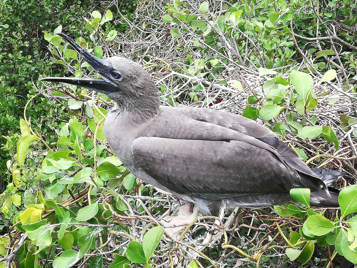 Red-footed Booby - ML166717821