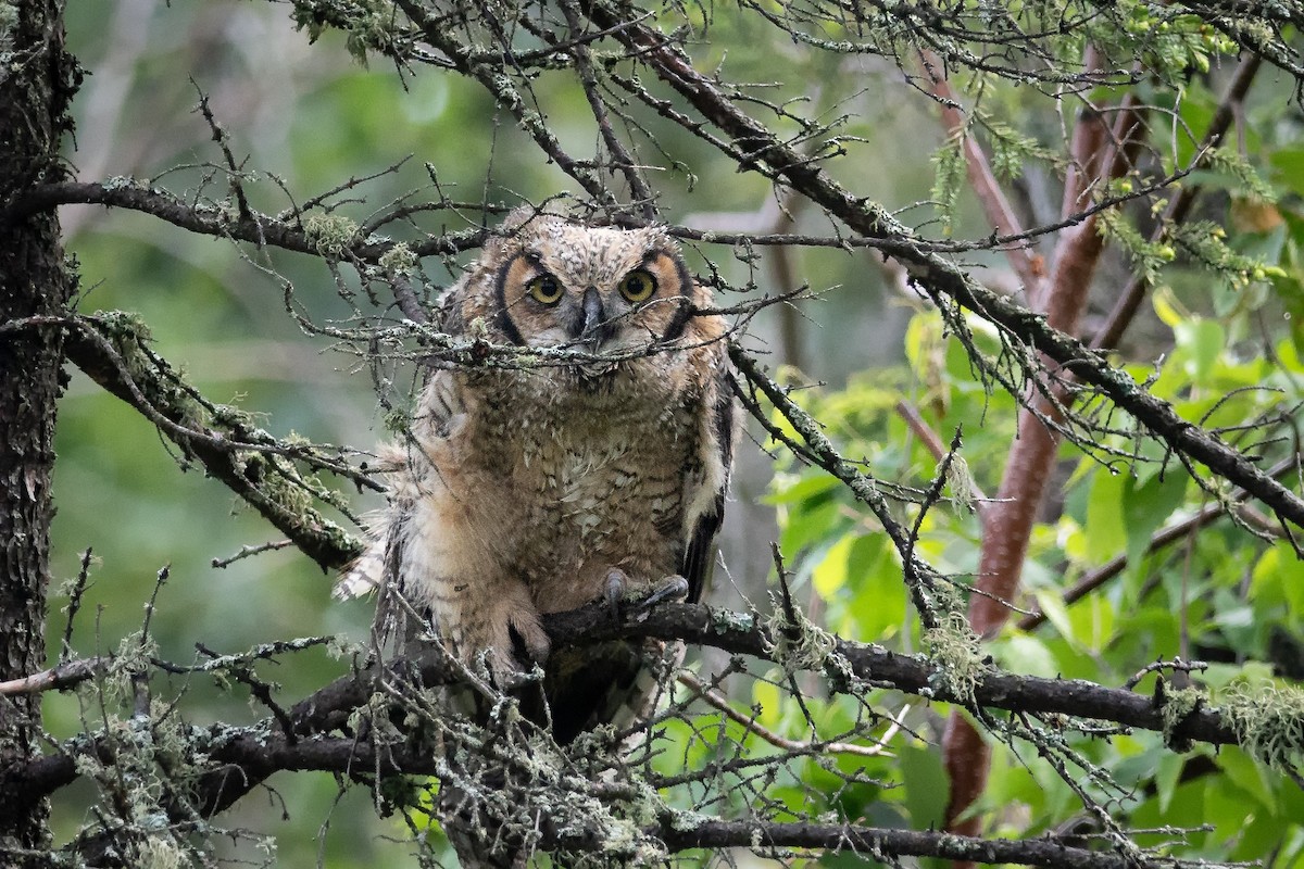 Great Horned Owl - Patrice St-Pierre