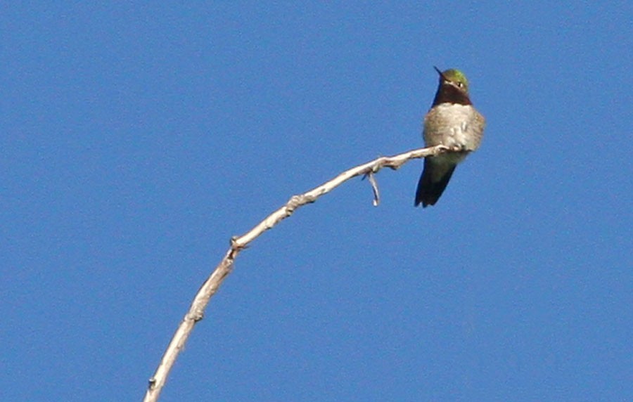 Broad-tailed Hummingbird - Jay Gilliam