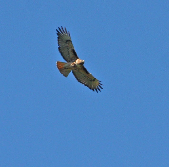 Red-tailed Hawk - ML166724371