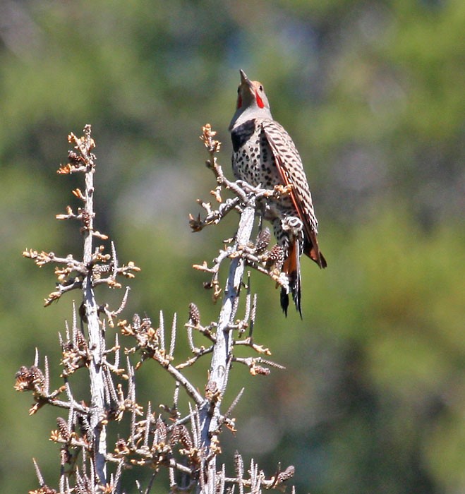 Northern Flicker (Red-shafted) - Jay Gilliam