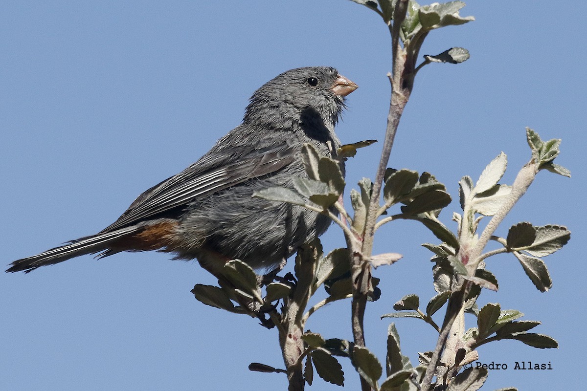 Plain-colored Seedeater - ML166731601