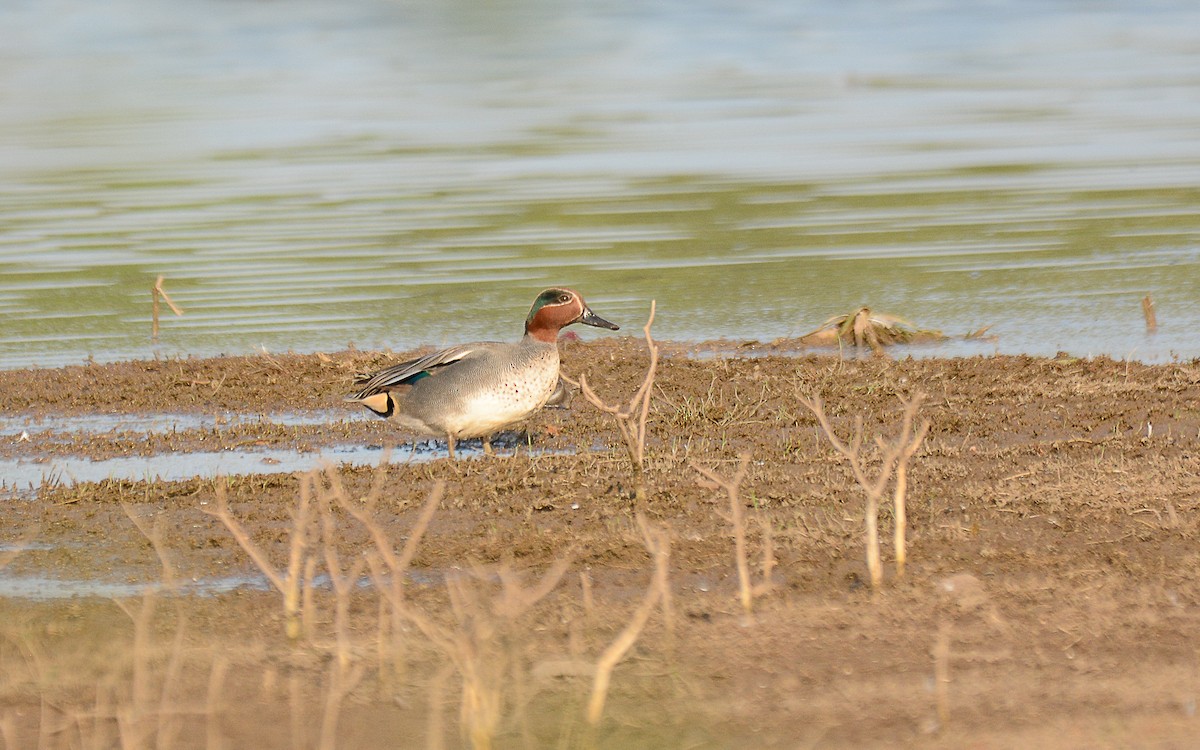 Green-winged Teal - ML166736111