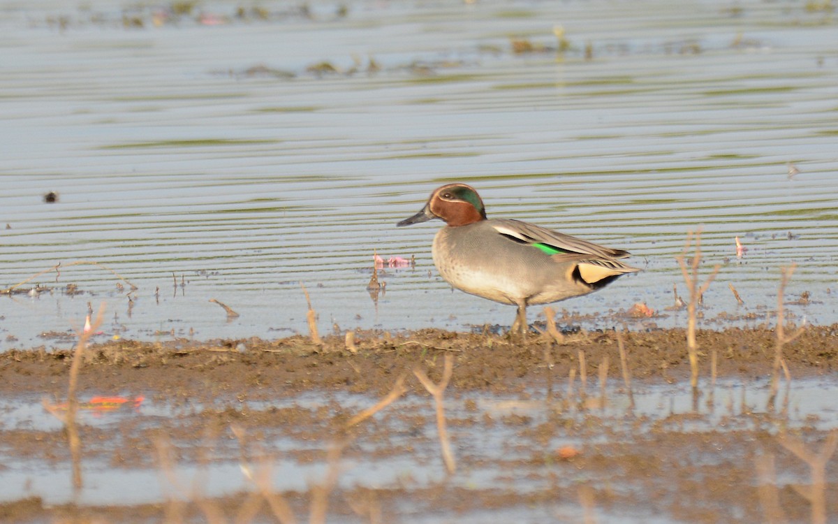Green-winged Teal - ML166736121
