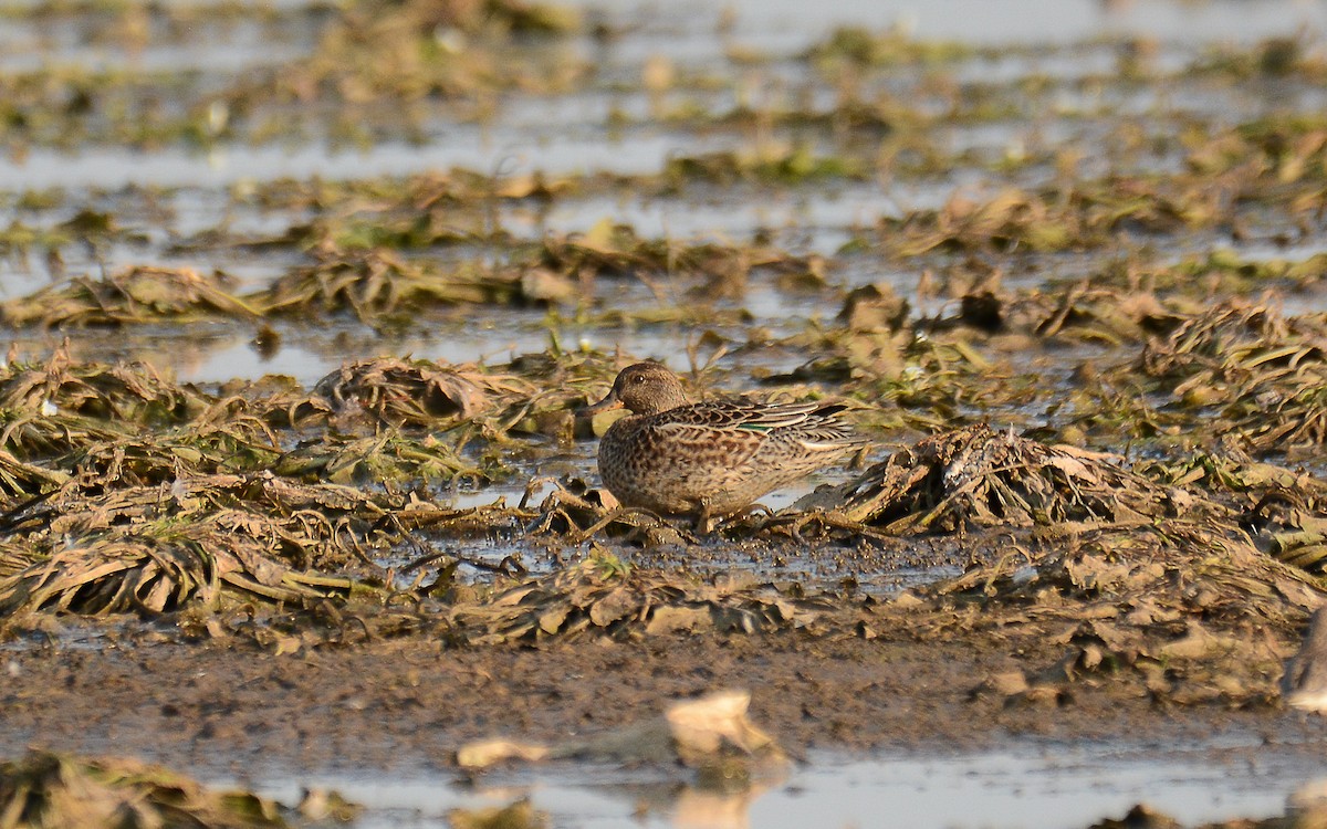 Green-winged Teal - ML166736161