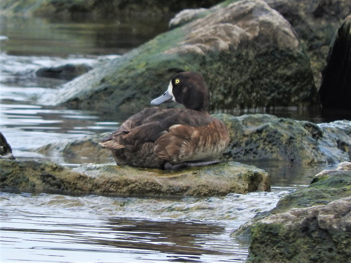 Greater Scaup - Mark Jennings