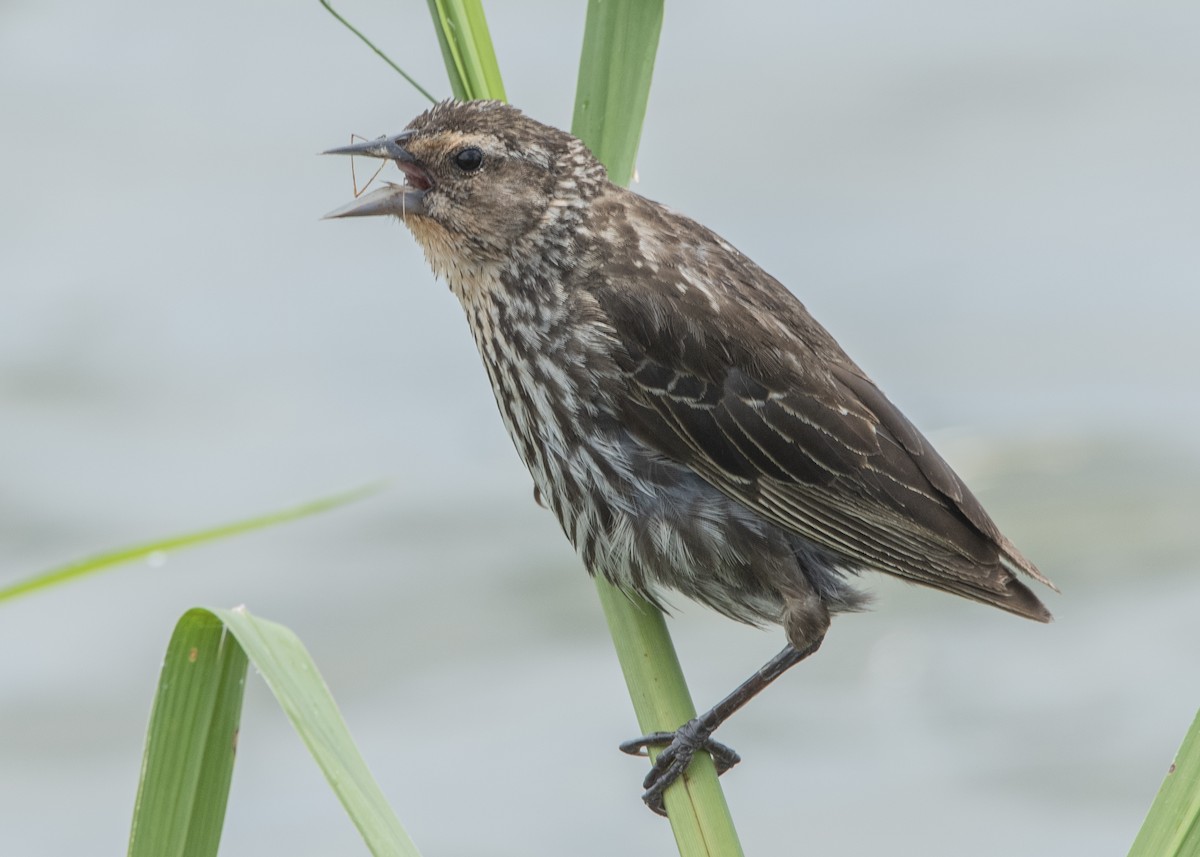 Ml166738901 - Red-winged Blackbird - Macaulay Library