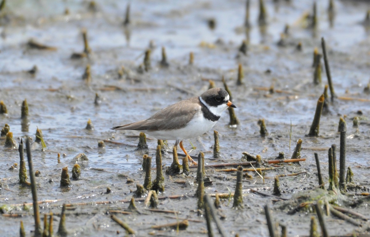 Semipalmated Plover - ML166741251