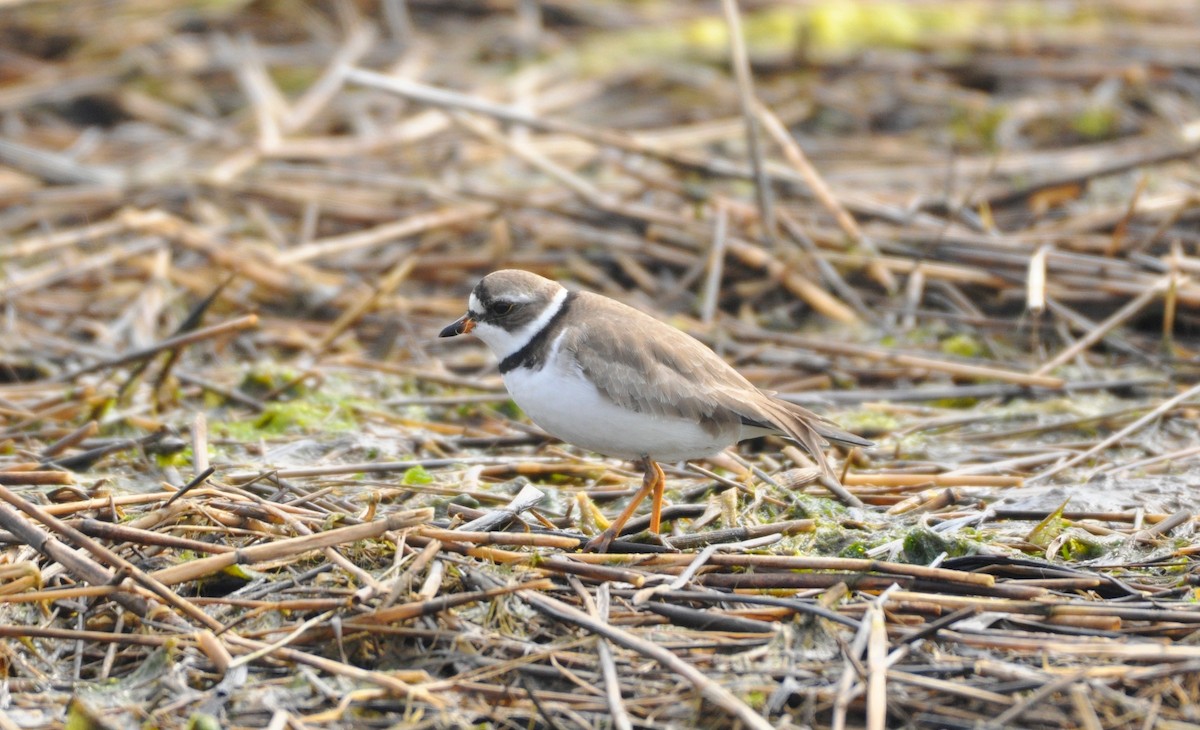 Semipalmated Plover - ML166741591