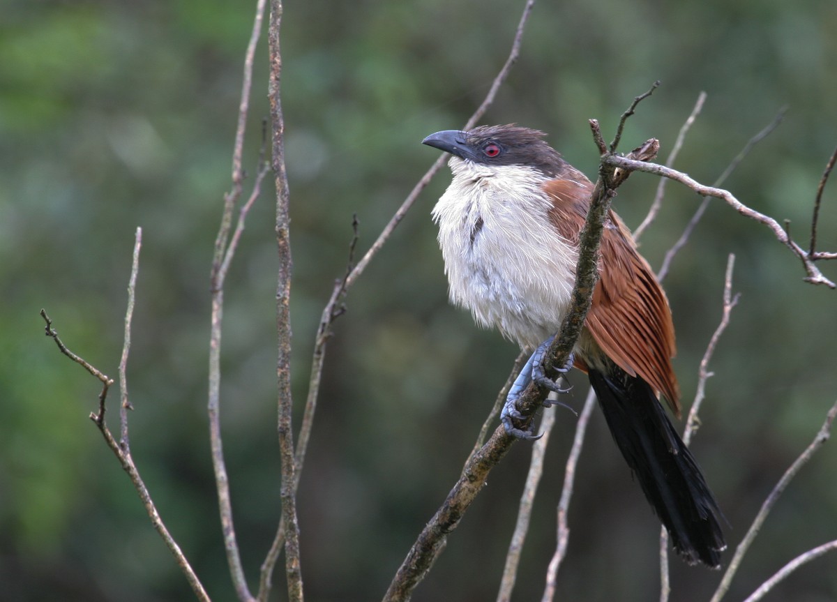 White-browed Coucal - Geoff Dennis