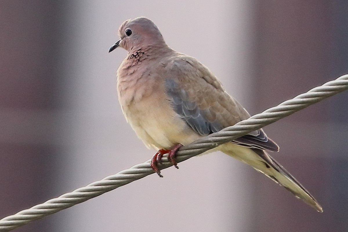 Laughing Dove - ML166749161
