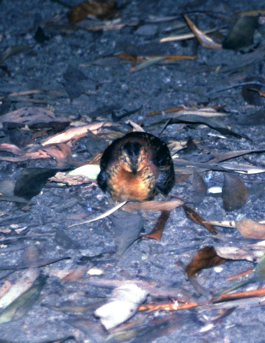 Red-backed Buttonquail - ML166750351
