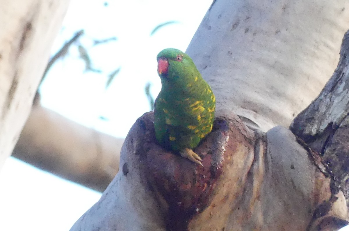 Scaly-breasted Lorikeet - Andrew Sides