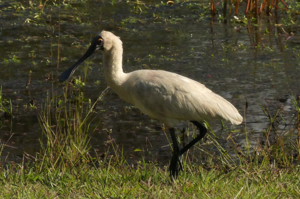 Royal Spoonbill - Andrew Sides