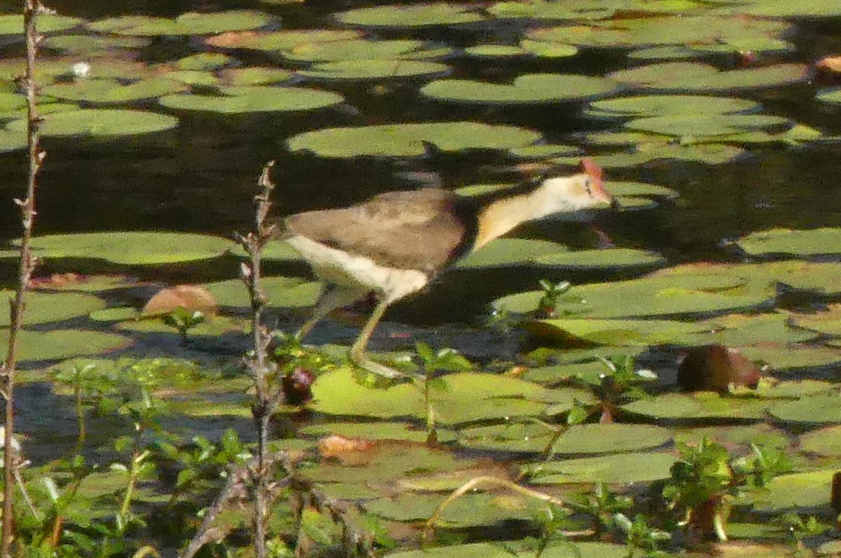 Comb-crested Jacana - Andrew Sides