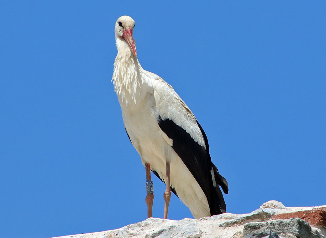 White Stork - ML166756901