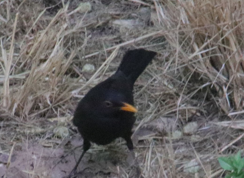 Eurasian Blackbird - ML166756951