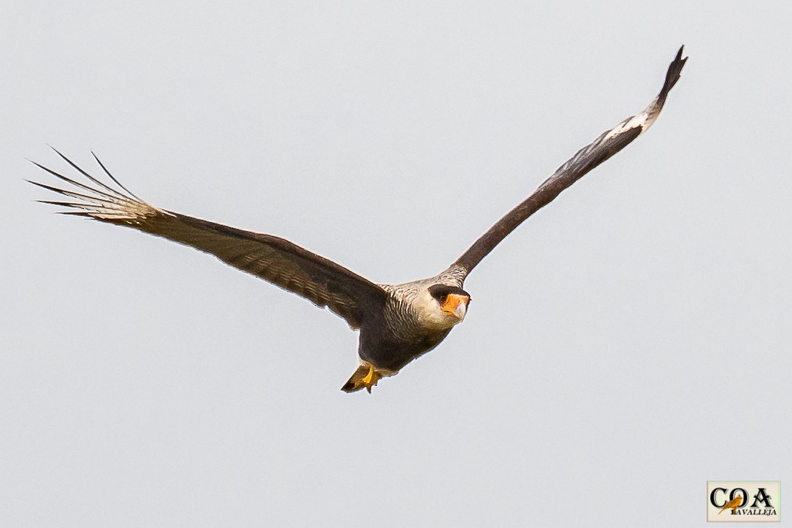 Crested Caracara (Southern) - ML166762871