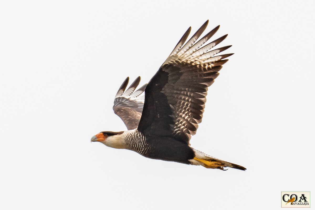 Crested Caracara (Southern) - ML166762911