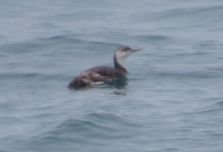 Red-throated Loon - ML166764321
