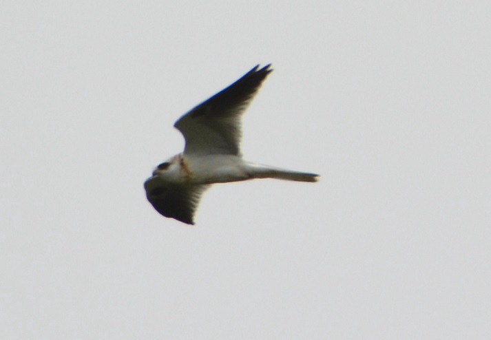 White-tailed Kite - ML166764441