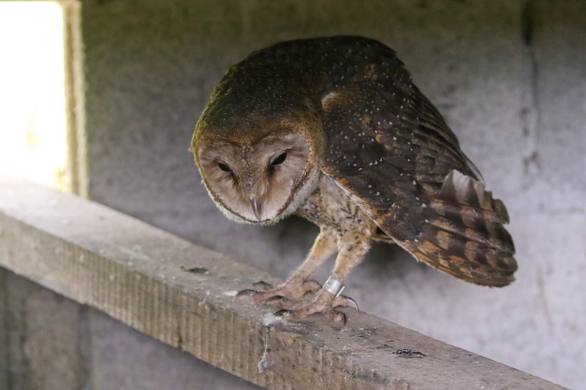 Barn Owl (Galapagos) - Michael O'Brien