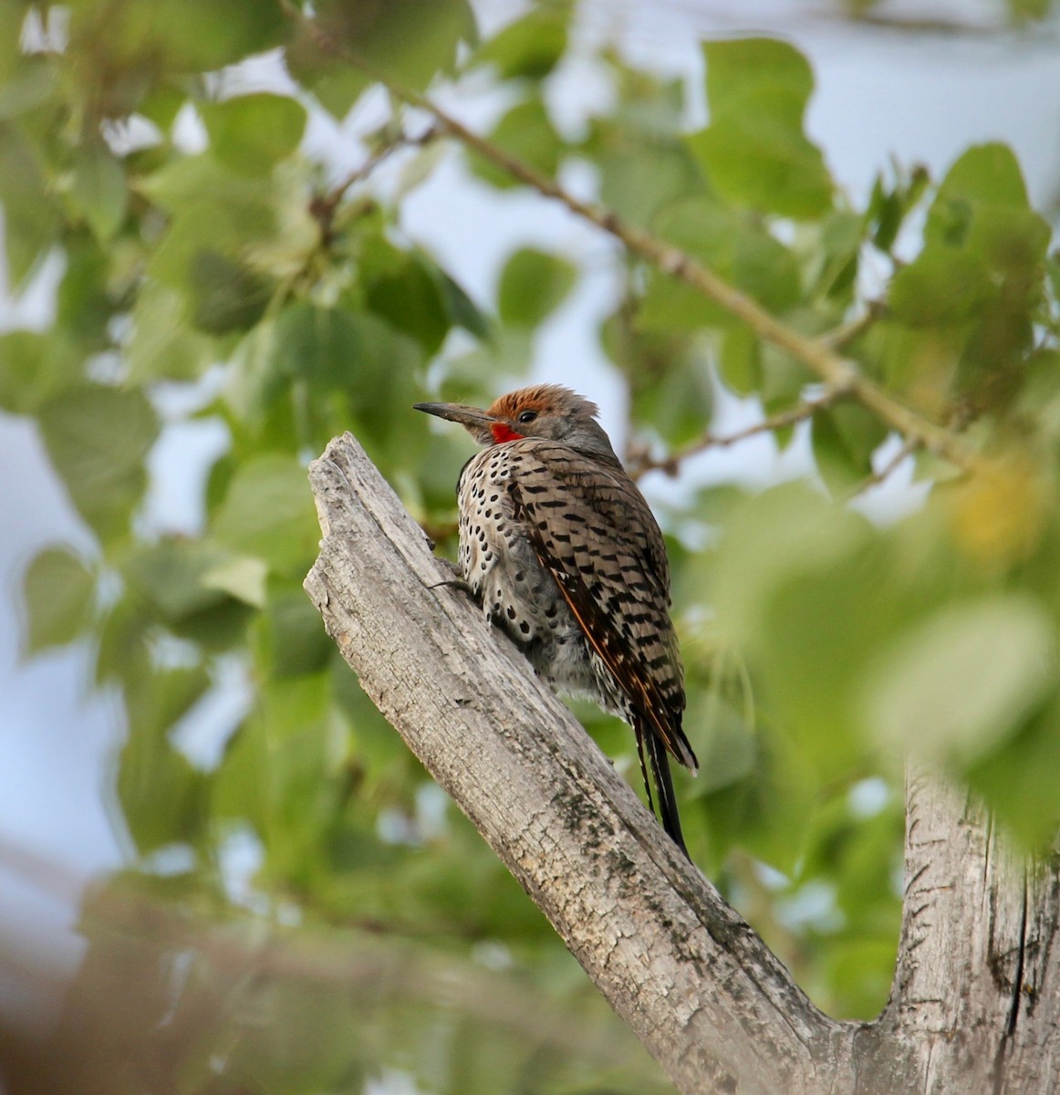 Northern Flicker (Yellow-shafted x Red-shafted) - Kathleen McEachern