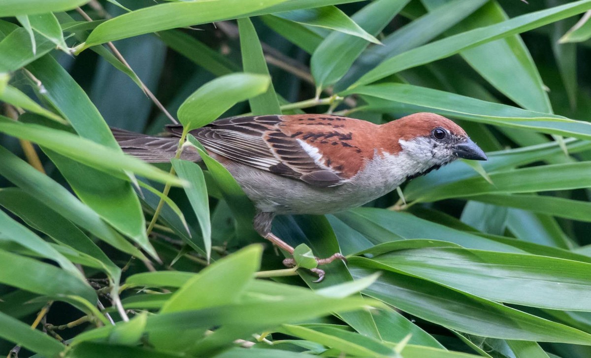 Russet Sparrow - ML166767591